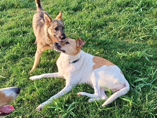 Bobb, Fantastico Cucciolone Diversamente Abile